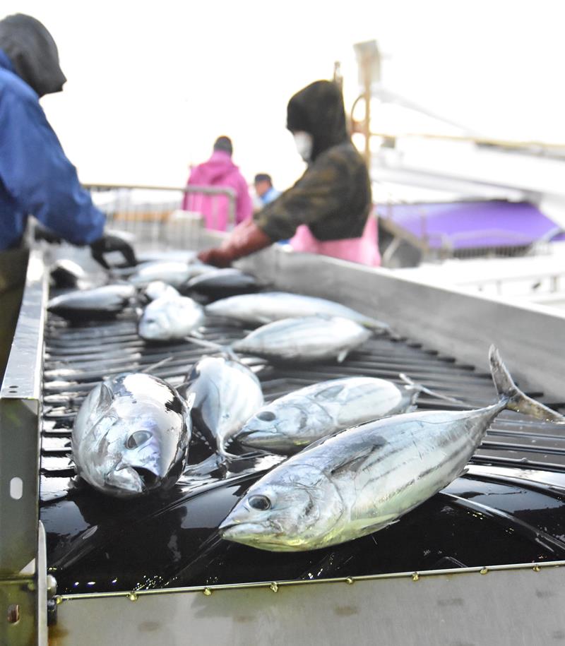 勝浦漁港に今年初めて水揚げされたカツオ＝３０日朝、勝浦市