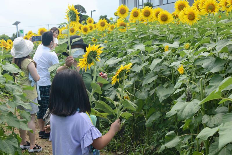 初登場したヒマワリ迷路