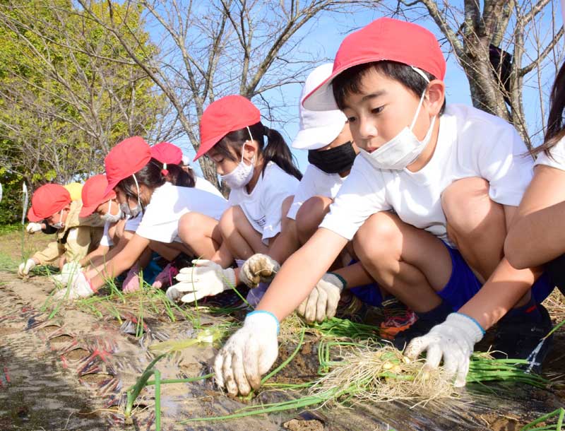 タマネギの苗を植える児童＝白子町