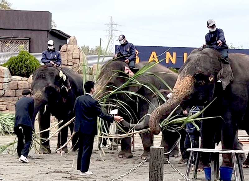 苦労して栽培したサトウキビをゾウに与える安房拓心高生＝市原市の「市原ぞうの国」