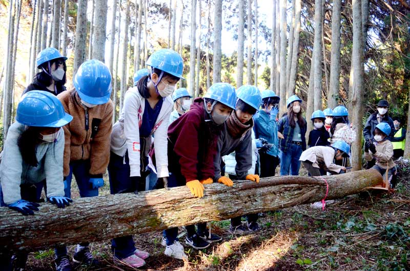 間伐体験会で倒されたサンブスギを見学する児童=11月、山武市
