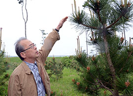 県有地の保健保安林に植栽したクロマツの順調な生育ぶりを見つめる。「切ったら植える。枯れたら植える。これが基本」=白子町中里