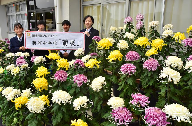 勝浦中３年生が育てた菊。市内４カ所で展示を始めた＝勝浦市