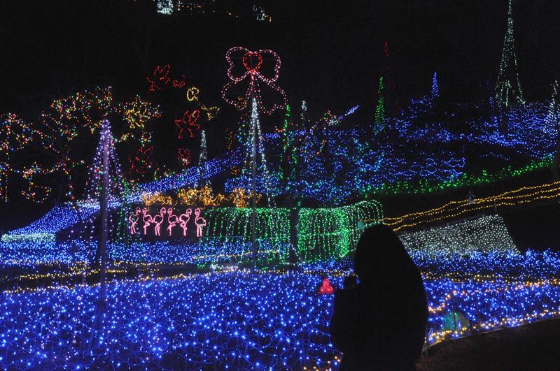 ３０万個のＬＥＤが輝く「いちはらクオードの森」のイルミネーション＝市原市柿木台