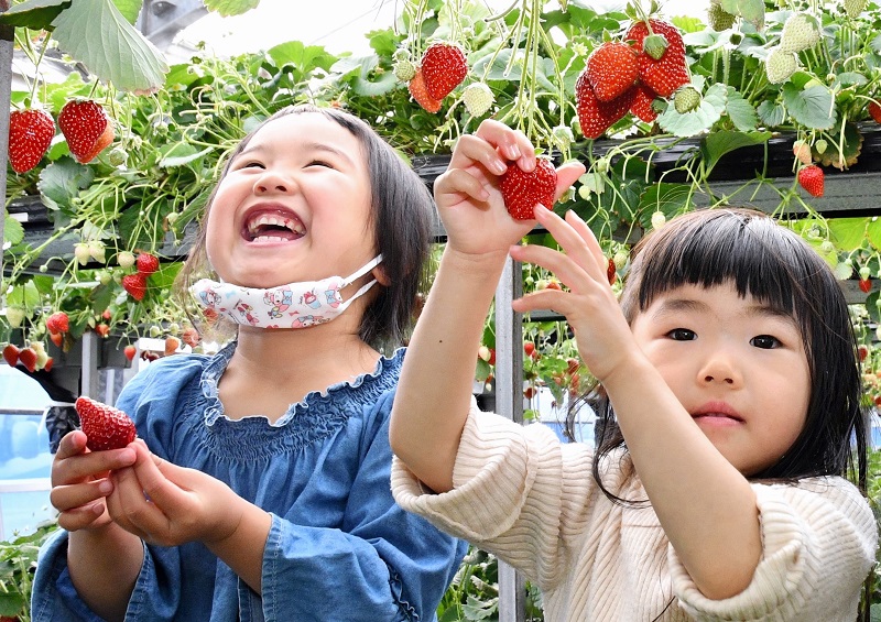 県内有数のイチゴ産地として知られる東庄町で、イチゴ狩りが最盛期を迎えている。１３日には磯山観光いちご園で、家族連れらが甘い旬の味に舌鼓を打っていた