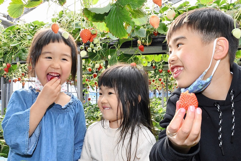 イチゴ狩りを楽しむ子どもたち＝１３日、東庄町