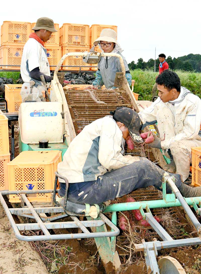 サツマイモの収穫作業を行う岡田さん(右奥)=香取市