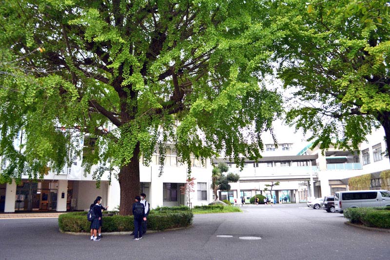約5万平方メートルの敷地に各棟を回廊型に配置。中央はシンボルツリーの大きなイチョウ=習志野市泉町