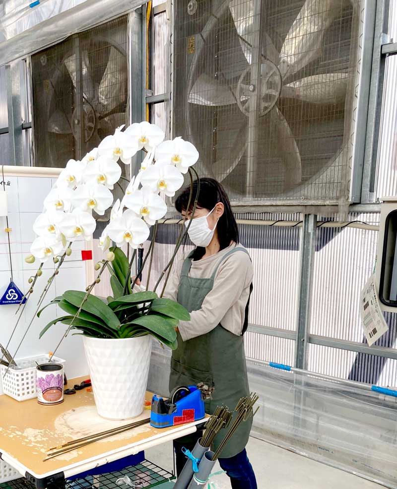 胡蝶蘭の仕立てをする作業員の背後には環境制御のための大型ファンがある