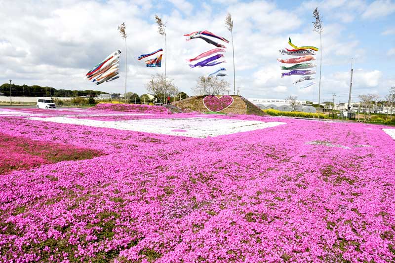 見頃を迎えたシバザクラ＝東庄町小南の東庄ふれあいセンター
