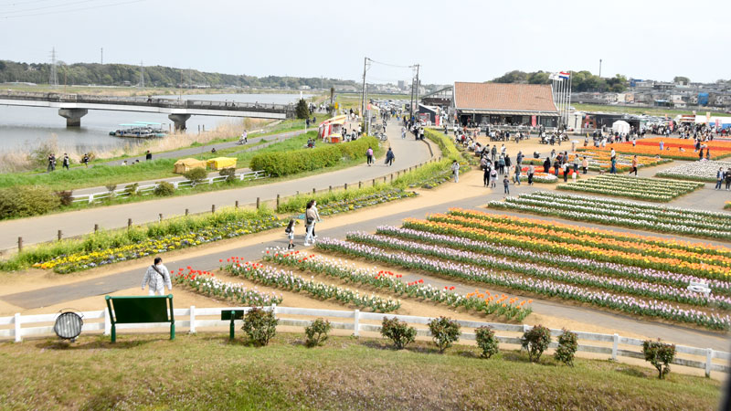 佐倉ふるさと広場で開催中のチューリップフェスタ。期間中は隣接する拡張用地を仮設駐車場としている。印旛沼から上流へ進むと市中心部の城下町地区にあたる=佐倉市臼井田