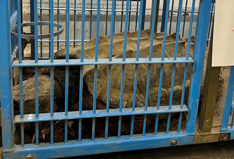多古町常磐地区の用水路で捕獲されたワニガメ=31日、同町役場