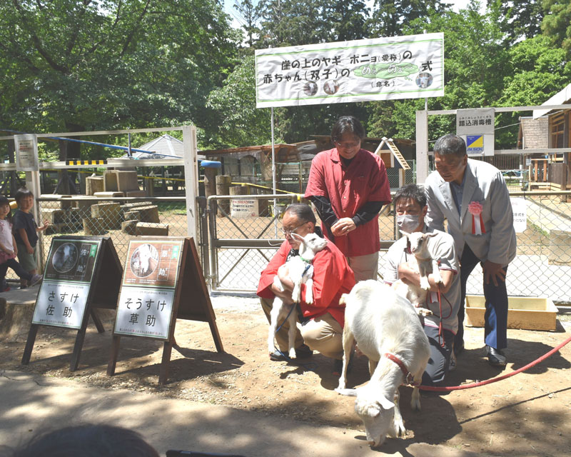 「めぇ～めぇ～式」でお披露目された双子の雄のヤギで（左から）「草助」「佐助」。母の「ポニョ」とともにデビューを迎えた
