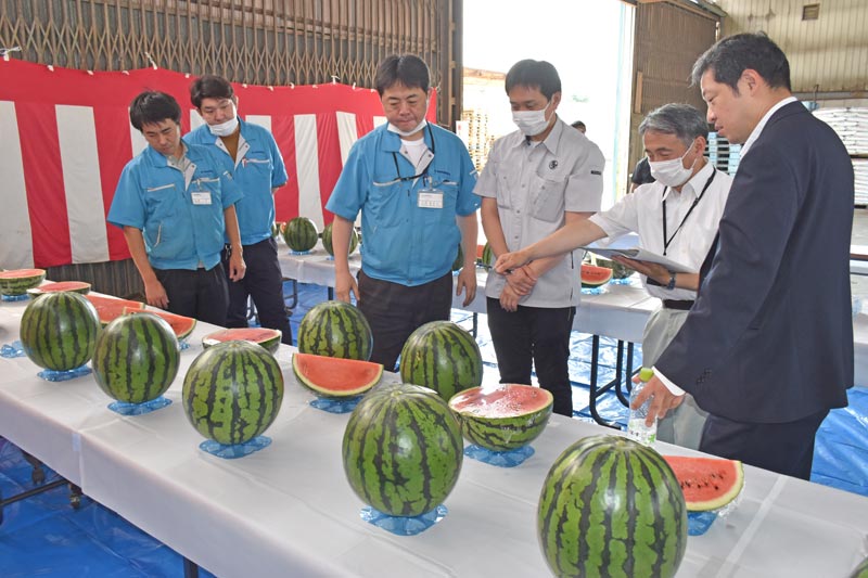 4年ぶりに行われたスイカの出来栄えを競う品評会「八街市産業まつり夏野菜共進会」=24日、八街市