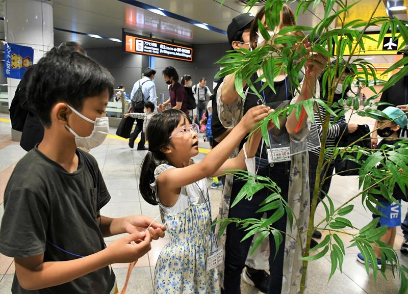 成田空港駅で願いを込めた短冊をササにかける子どもたち=24日、成田市