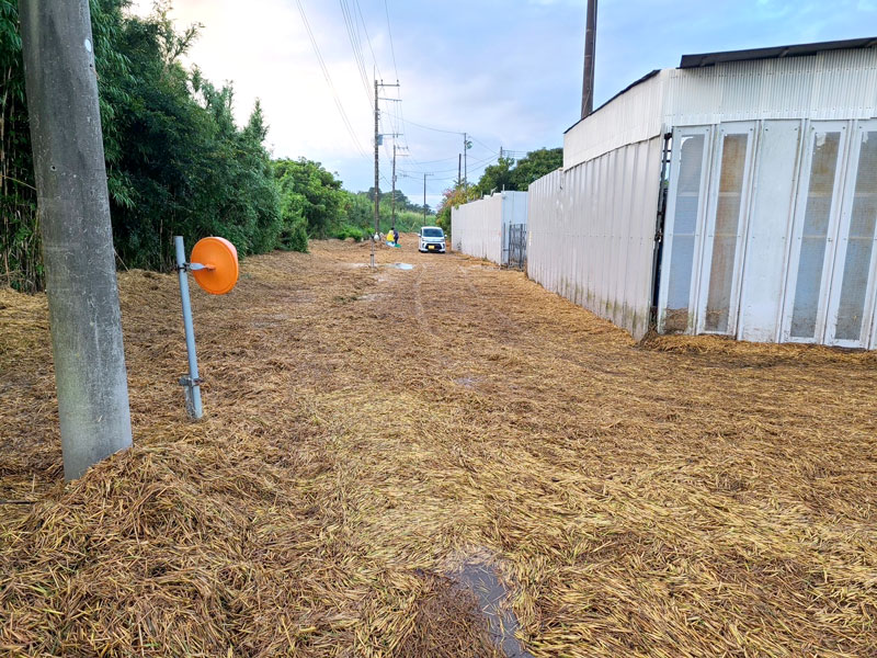 道路を埋め尽くす稲わら=12日、茂原市御蔵芝(同市提供)