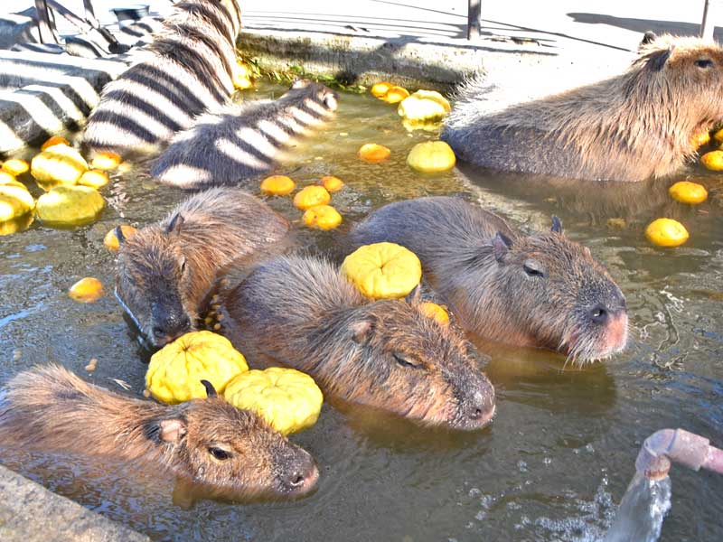 ゆず湯に肩まで漬かり、気持ちよさそうな表情のカピバラたち=22日、館山市