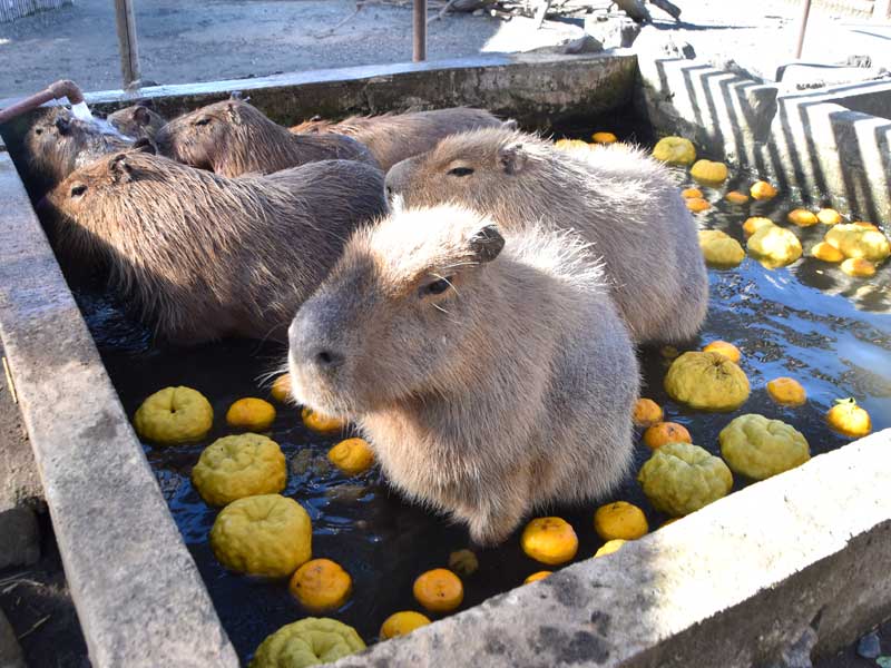 冬至のゆず湯を楽しむカピバラたち=22日、館山市