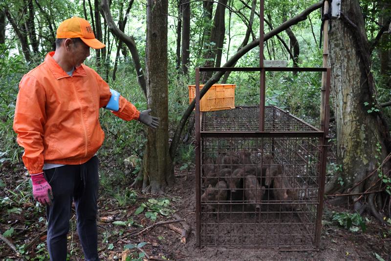 箱わなについて説明する猟友会の男性＝６月、千葉市若葉区