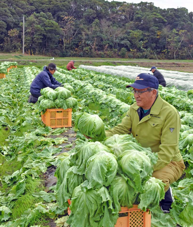 館山市神戸地区で収穫作業が進む「かんべレタス」=19日、館山市