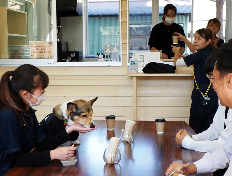 愛犬と一緒にカフェタイム。ドッグスイーツも提供している=富津市