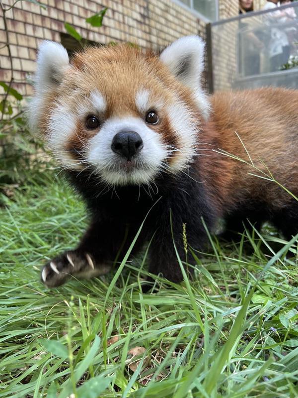 レッサーパンダ風太の子どもで雌の風美(鹿児島市平川動物公園提供)