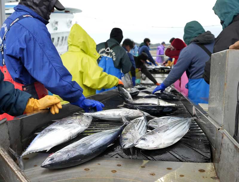 勝浦漁港に今年初めて水揚げされたカツオ＝９日朝、勝浦市