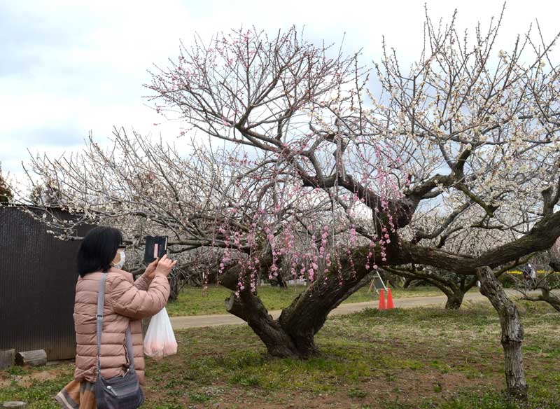 「梅まつり」会場の「坂田城跡」で咲く梅の花＝１７日、横芝光町