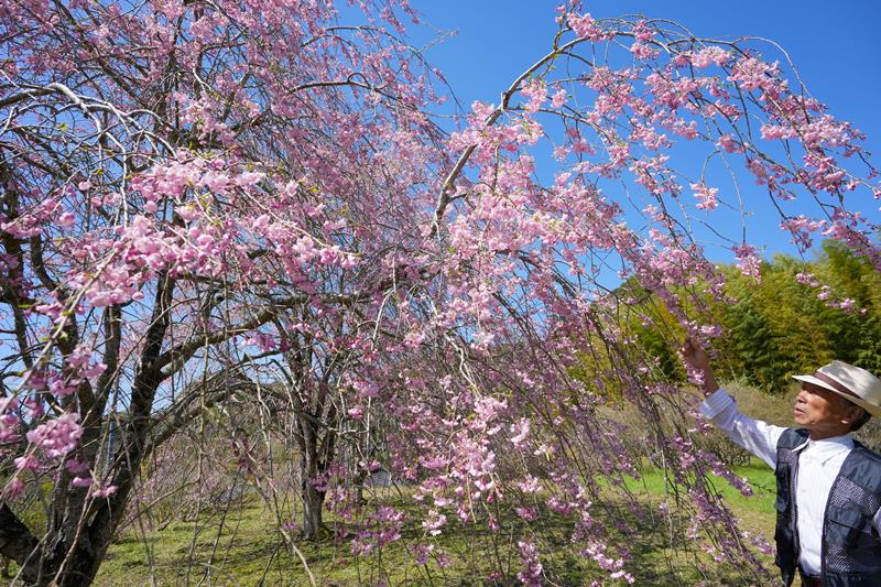 見頃を迎えた斎藤さん方のシダレザクラ＝大多喜町
