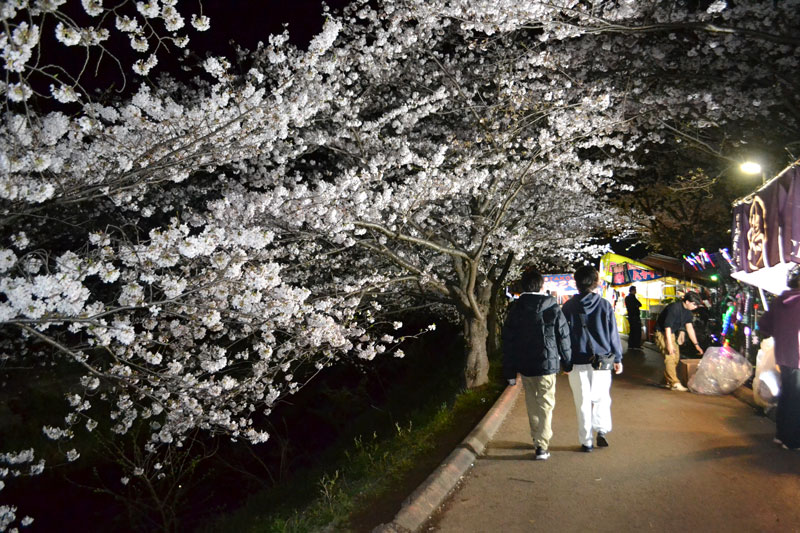 ライトアップされた海老川沿いの桜=7日夜、船橋市