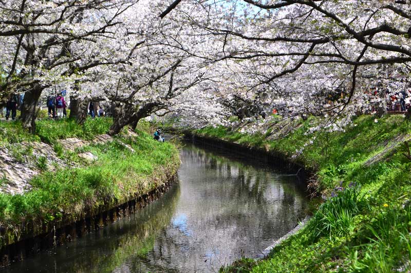 前日の風雨に耐えて花を咲かせている海老川沿いの桜並木=10日、船橋市