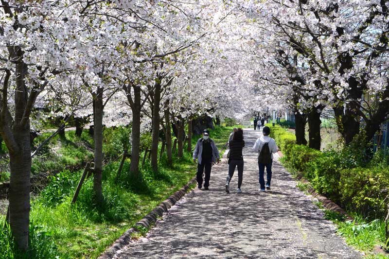 海老川沿いで、風雨に耐えて咲き誇る桜の並木。落ちた花びらが路上を彩り、散歩を楽しむ人々=10日、船橋市
