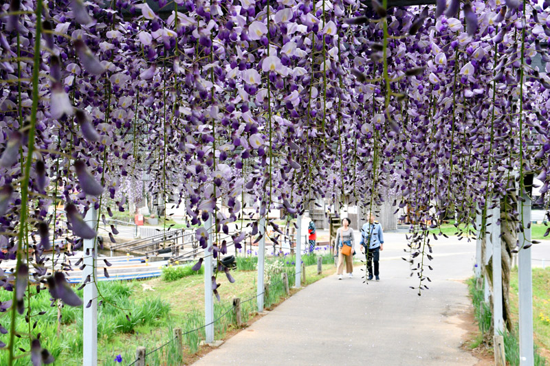藤の花が見頃を迎え、鮮やかな“紫のシャワー”が来園者を楽しませている=25日、香取市の水郷佐原あやめパーク