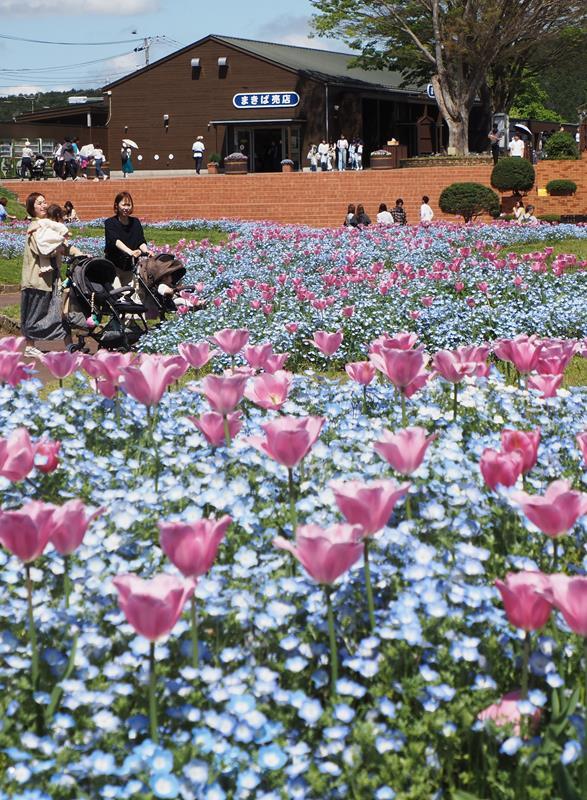 ネモフィラとチューリップのコラボが初登場。爽やかな青の中でピンクが愛らしく揺れる＝２５日、富津市