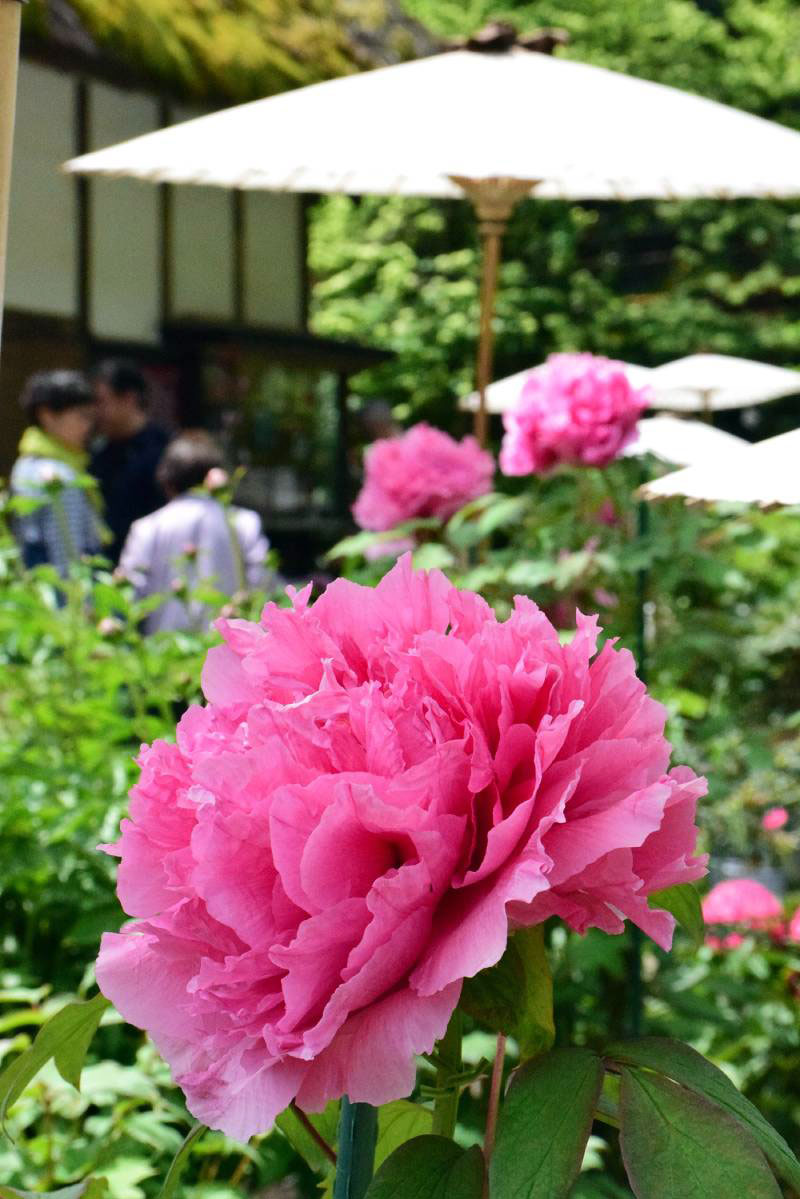 大輪が鮮やかなピンク色のボタン＝２１日、茂原市の茂原牡丹園