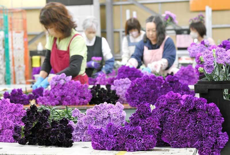 青い色素を持ったカーネーションを「母の日」のプレゼント用に花束にまとめていく作業。南米からの空輸で成田空港に届いた=1日、芝山町