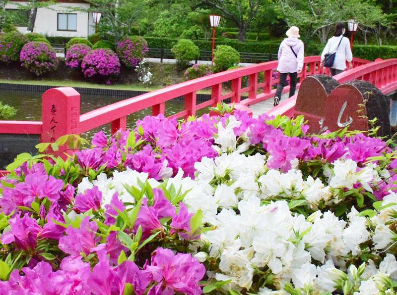 赤いアーチ橋を背景に鮮やかに咲くツツジ＝２日、茂原公園