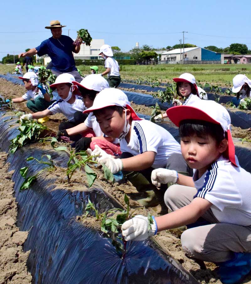 サツマイモの苗を植える園児たち＝白子町