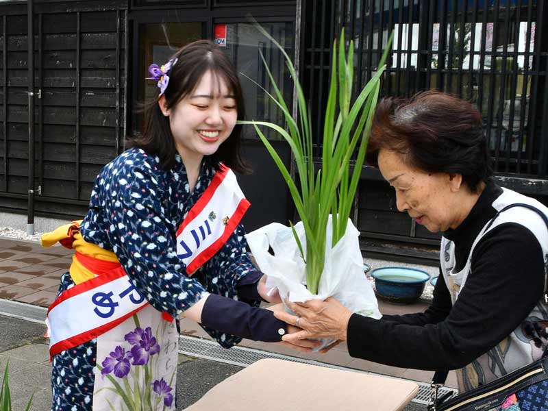 ミスあやめの木内さんが来園者にハナショウブの苗をプレゼントした＝２５日、香取市