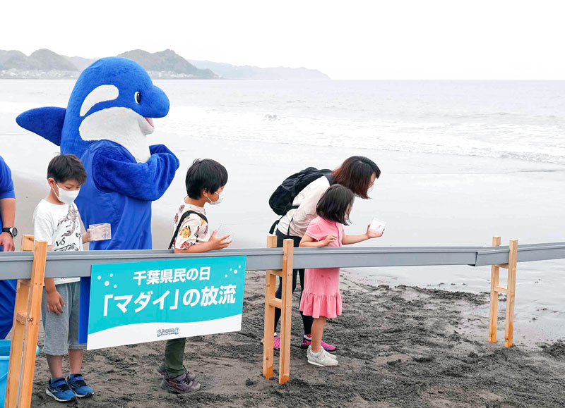 マダイの稚魚の放流体験（鴨川シーワールド提供）