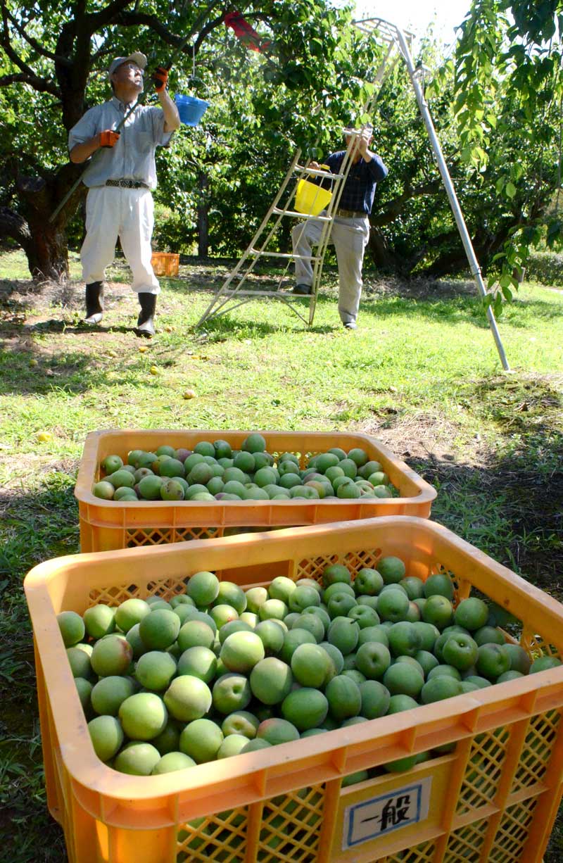 ケースいっぱいに収穫された梅の一品種「白加賀」の実=5日、横芝光町