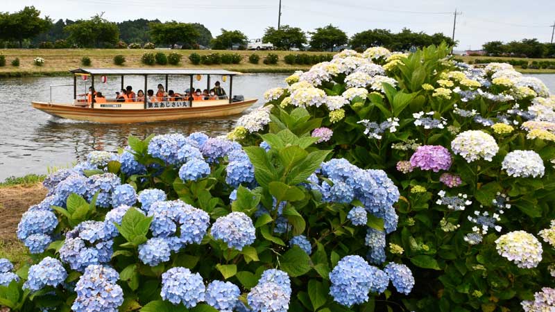 見頃を迎えている栗山川沿いのアジサイ＝９日、多古町