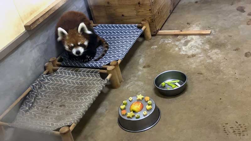 誕生日を迎えた風太（千葉市動物公園提供）