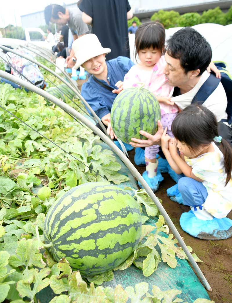 大きく育った富里スイカの収穫を体験する親子＝富里市