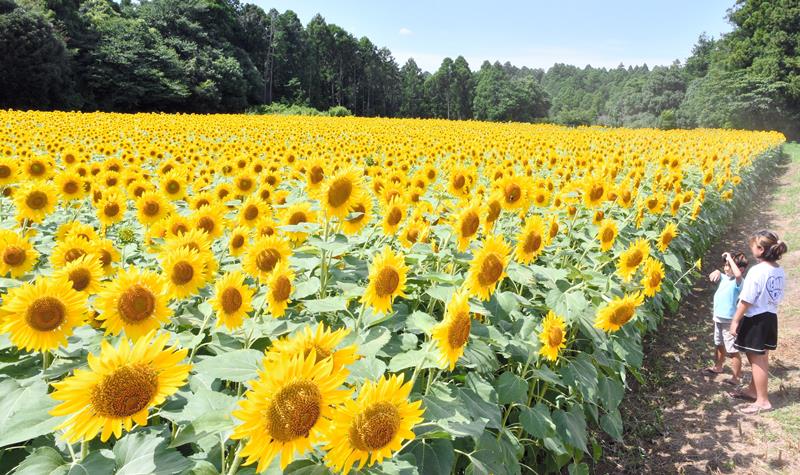 見頃を迎え、一面に咲き誇るヒマワリ＝１２日、多古町