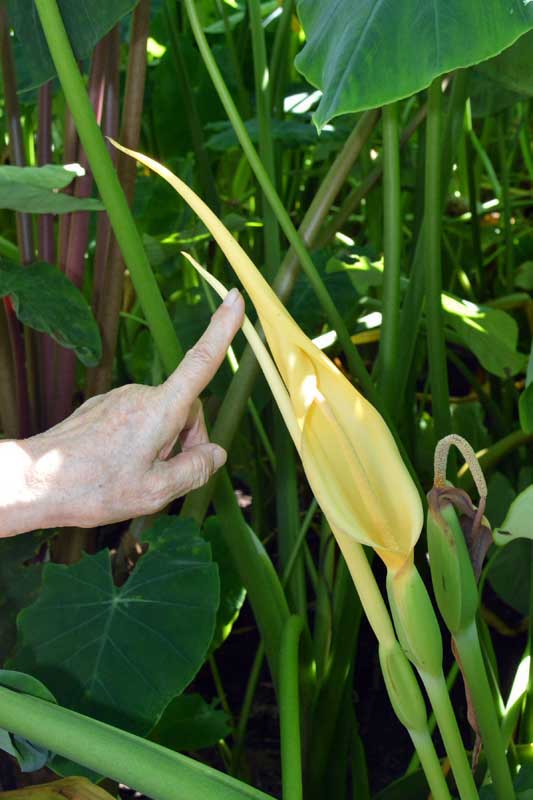 開花を控えたサトイモ。円すい状のホウに包まれている花