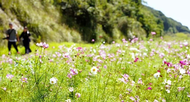 風に揺れるピンクや白色のコスモス＝旭市