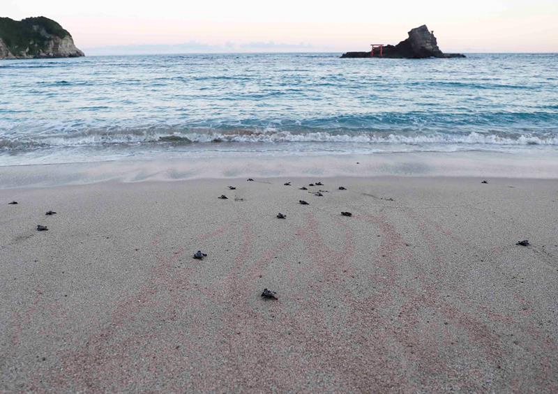 大海原へ向かって歩みを進めるアカウミガメの子ガメ（鴨川シーワールド提供）