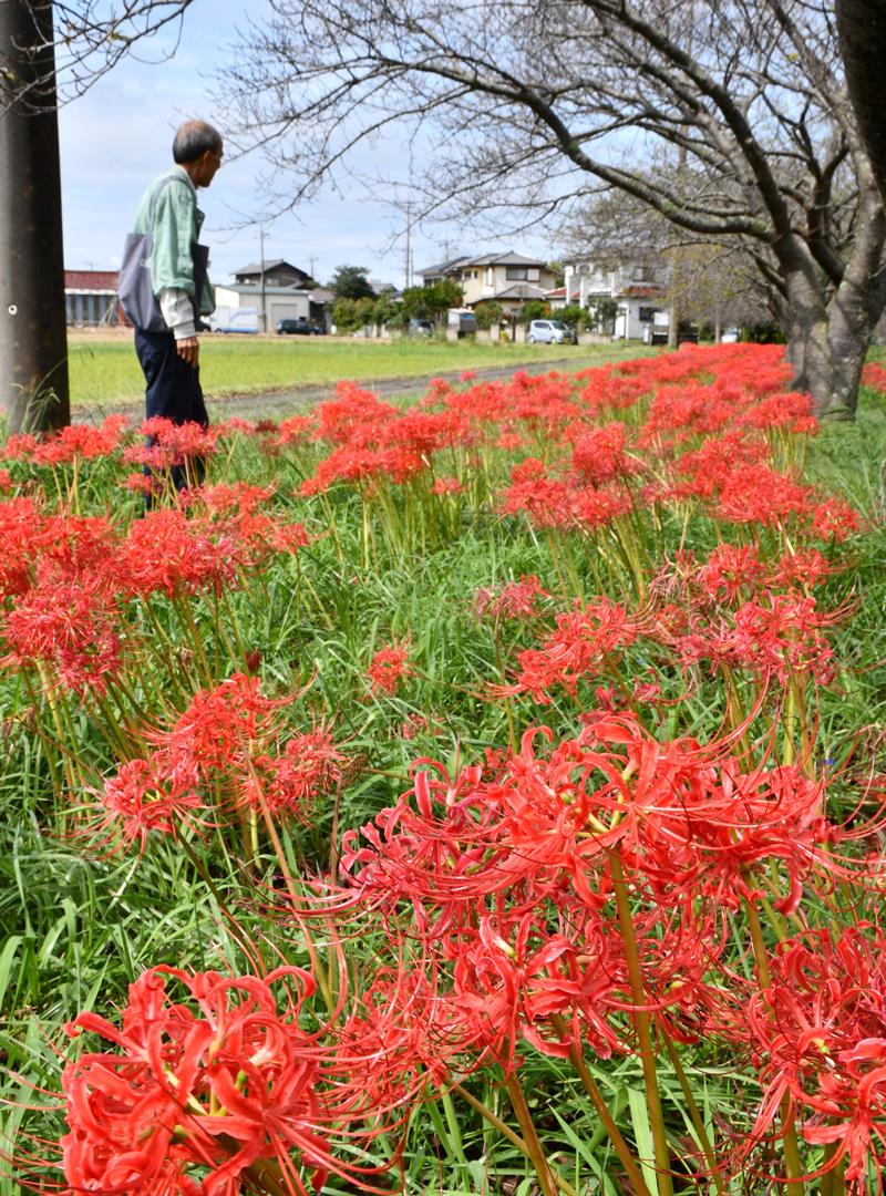 見頃を迎え、一帯を真っ赤に彩るヒガンバナ＝３日、香取市