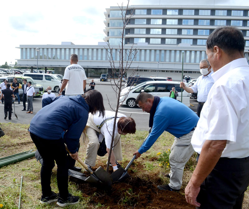 病棟からよく見える位置に植えられた桜の木